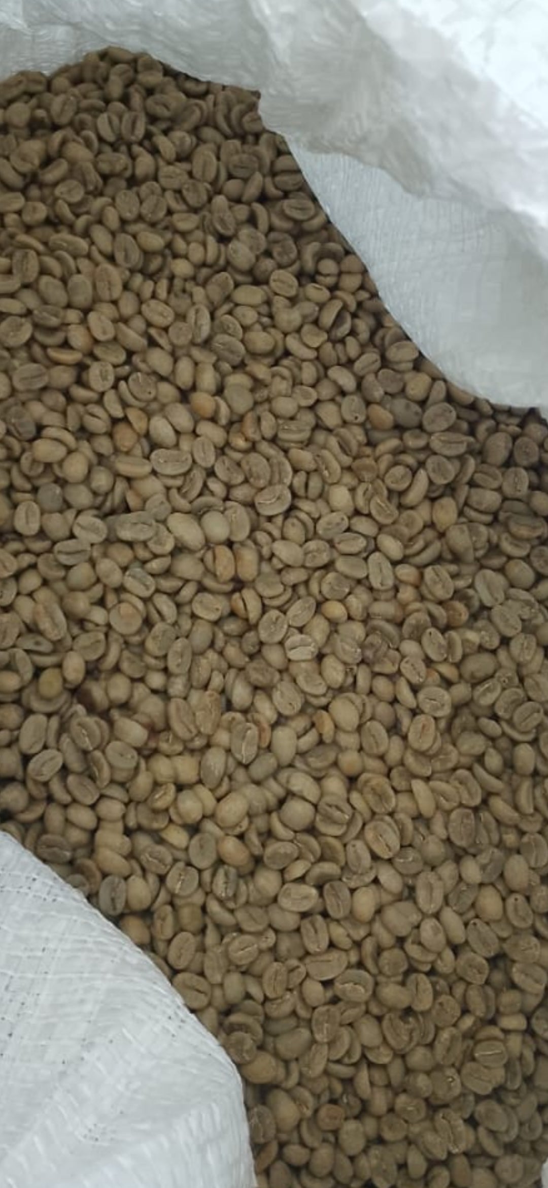 Green coffee "El Yungeño"